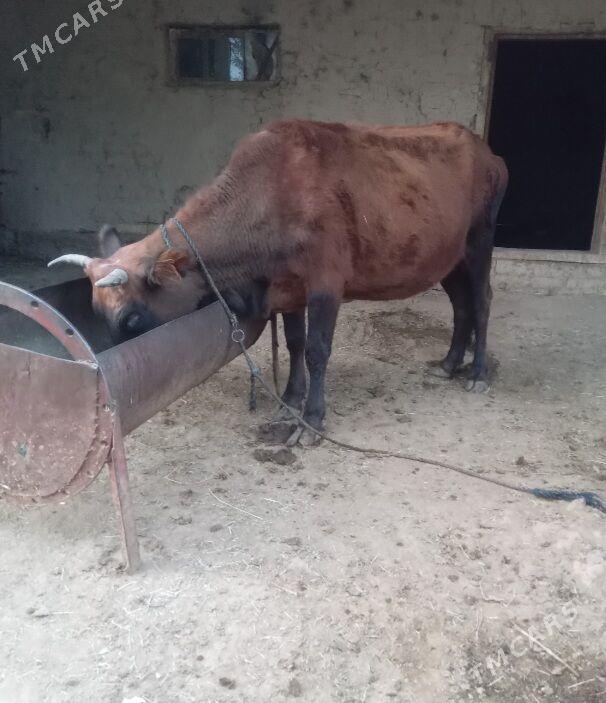 Bogaz sygyr - Baýramaly - img 1