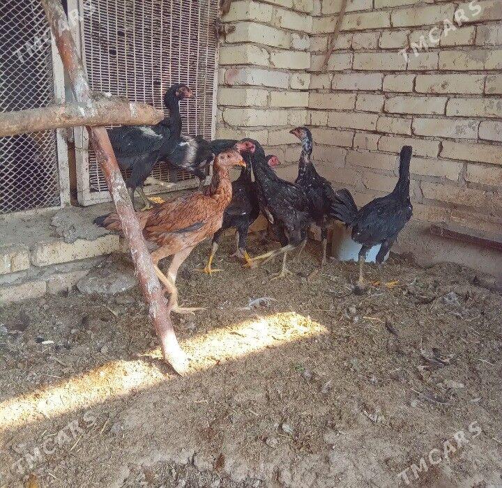 Bayes juyjeler - Aşgabat - img 2