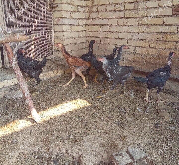 Bayes juyjeler - Aşgabat - img 3