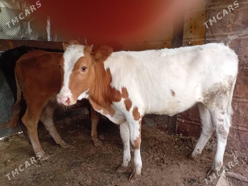 oküzçe, gaçar - Balkanabat - img 1