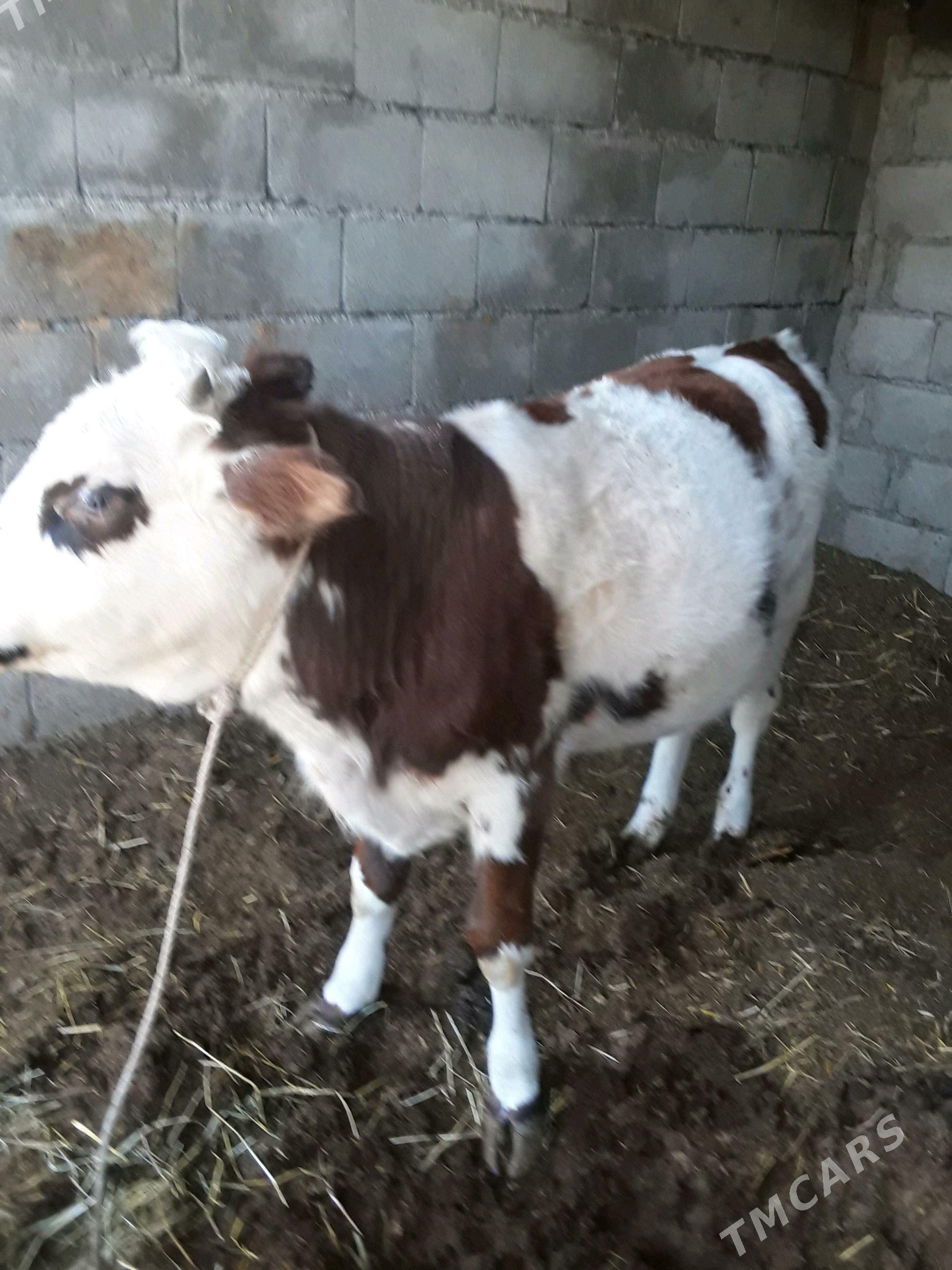 Öküz, Göle - Bagyr - img 1