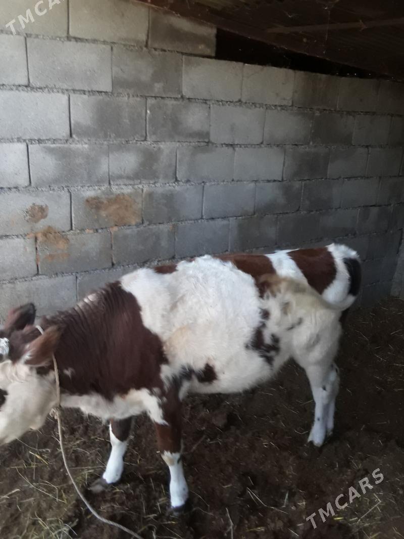 Öküz, Göle - Bagyr - img 2