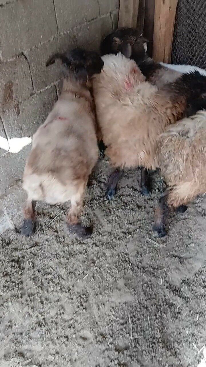 Goyun Turkmen - Гарадамак Шор - img 3