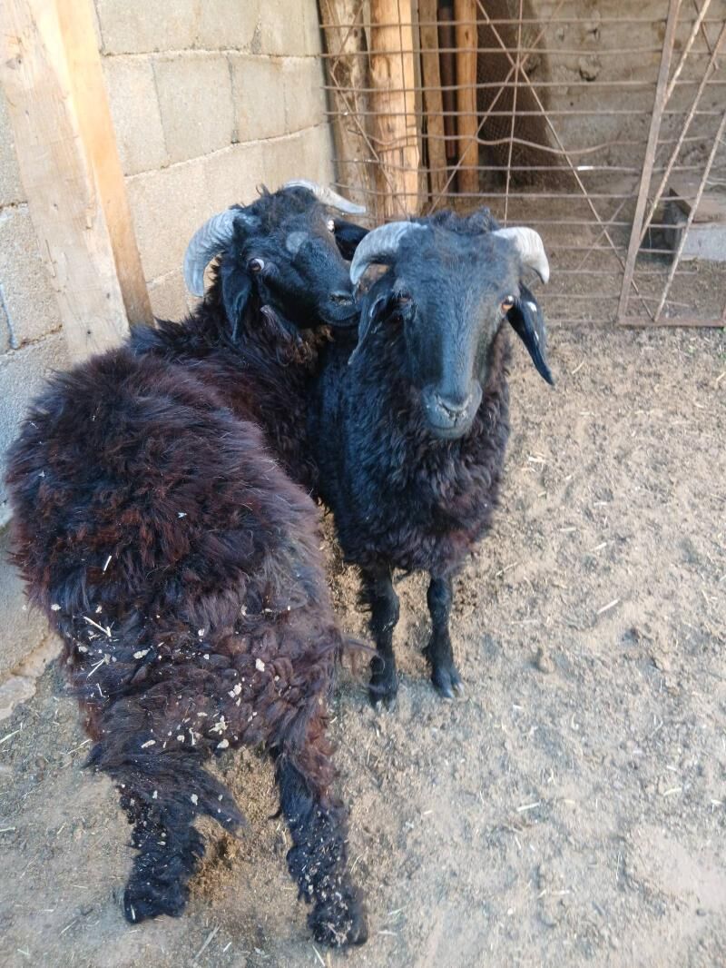 Goyun Turkmen - Гарадамак Шор - img 6