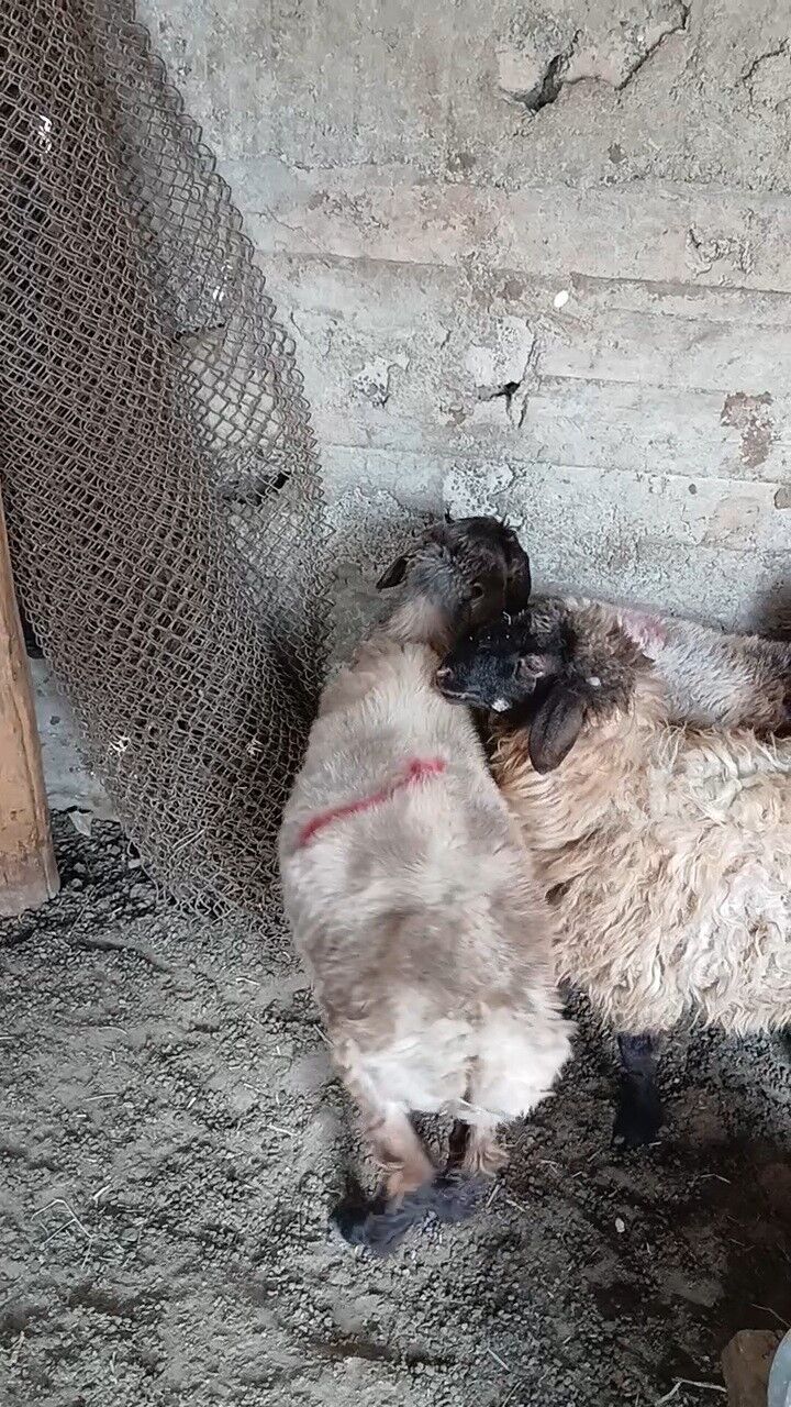 Goyun Turkmen - Гарадамак Шор - img 5