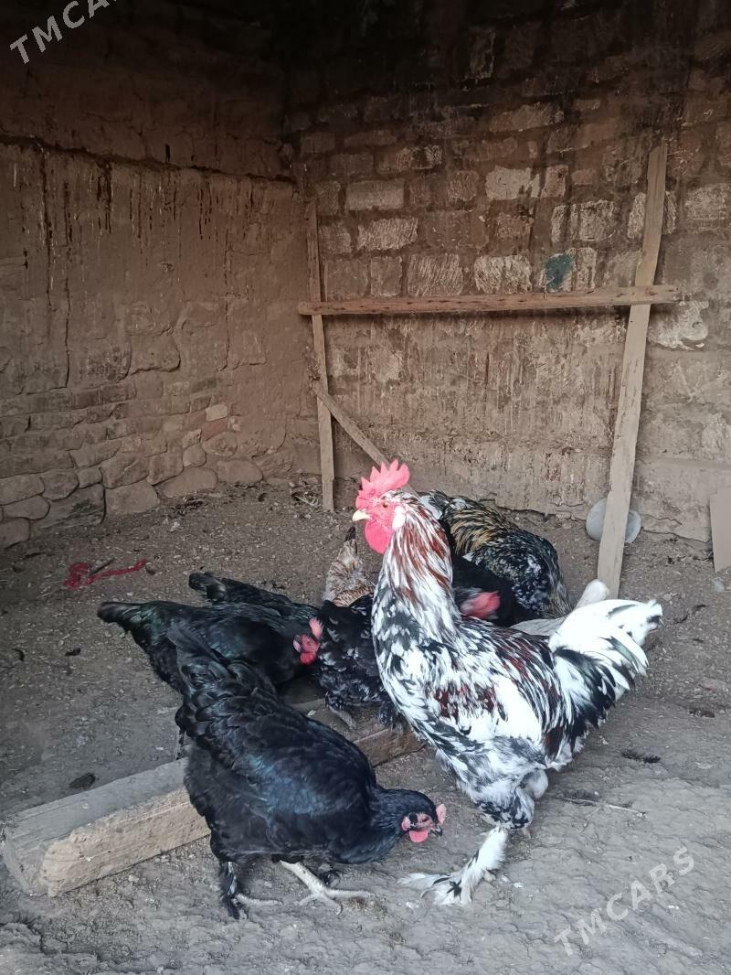 towuk horaz - Gyzylarbat - img 3