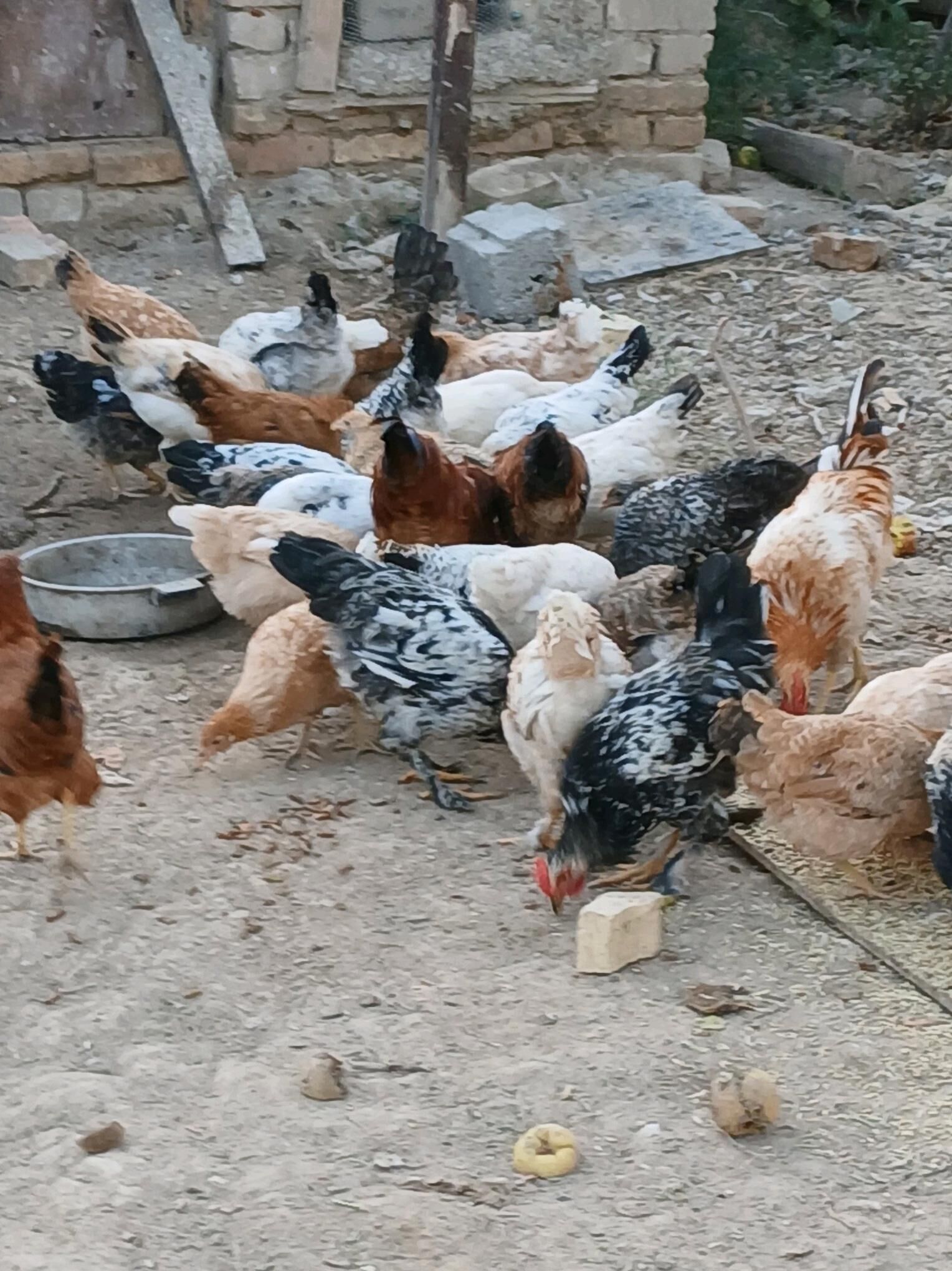 towuk juyje - Кака - img 1