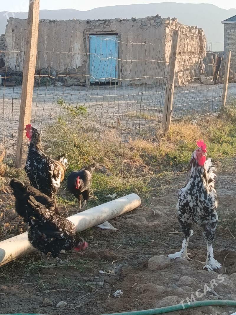 towuk horaz - Gyzylarbat - img 2