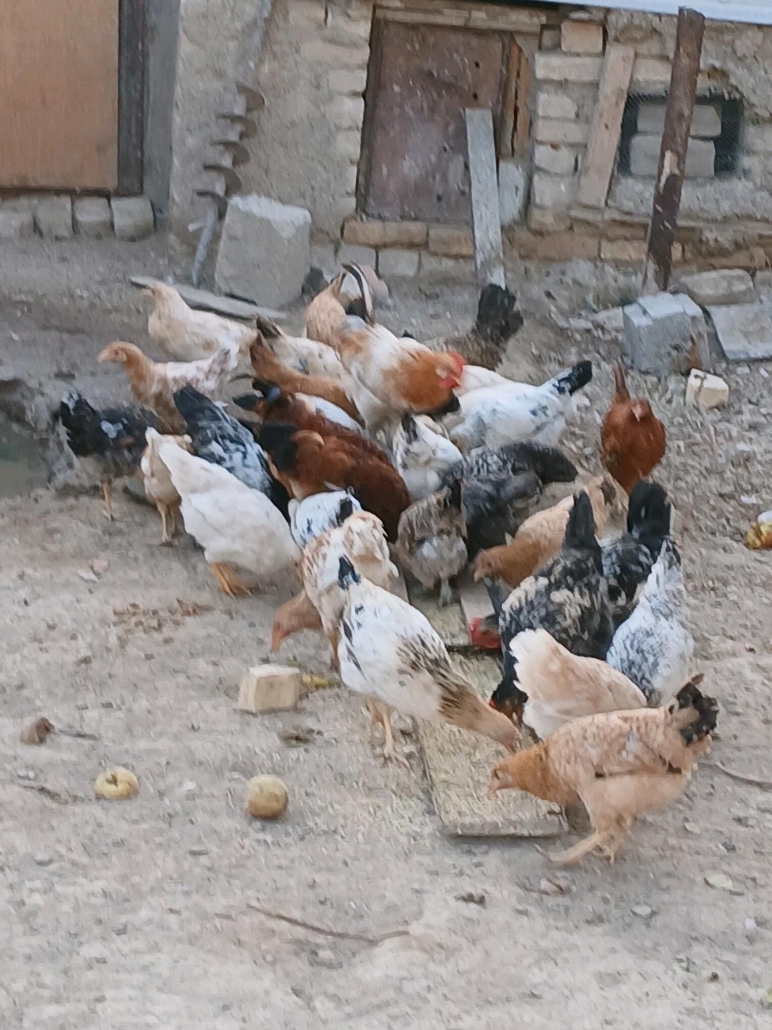 towuk juyje - Kaka - img 2