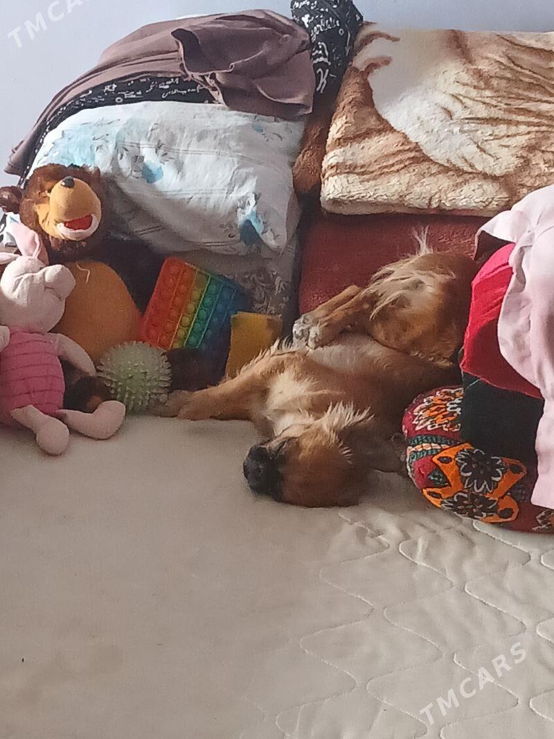 Пекине пекинес - Туркменабат - img 2