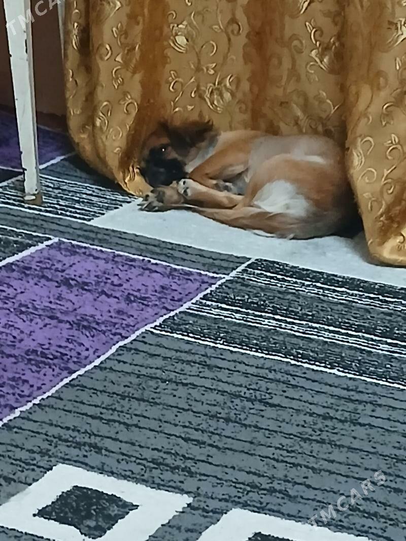 Пекине пекинес - Туркменабат - img 5