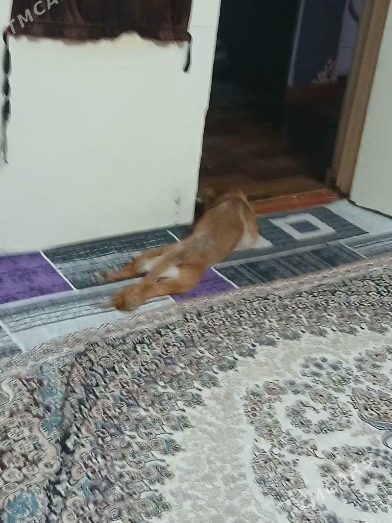 Пекине пекинес - Туркменабат - img 4