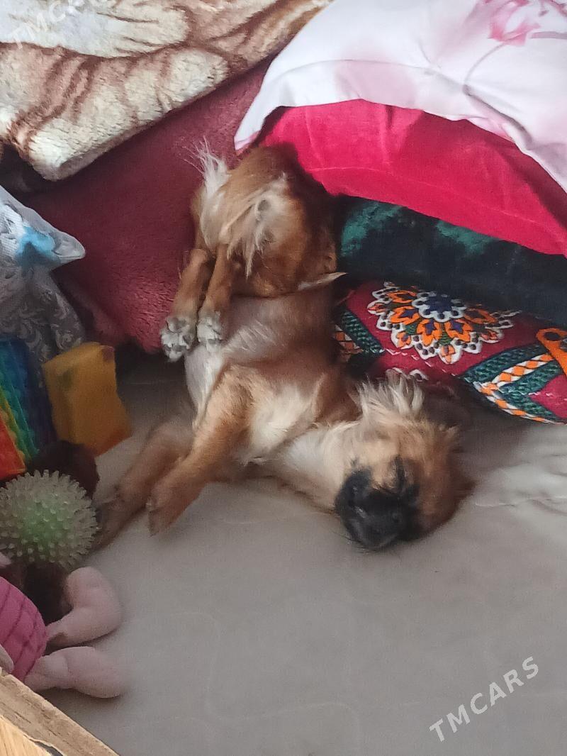 Пекине пекинес - Туркменабат - img 3