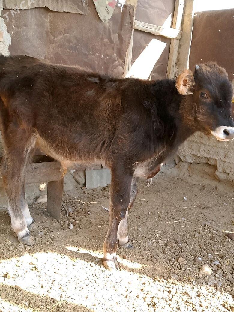 окузче - Esenguly - img 2