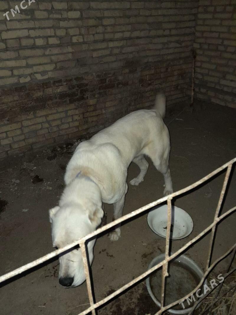 Alabay iti - Halaç - img 2