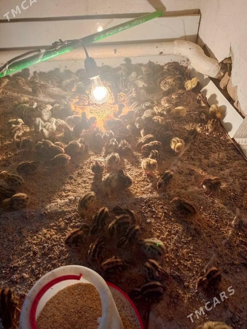 bedana juje - Daşoguz - img 2