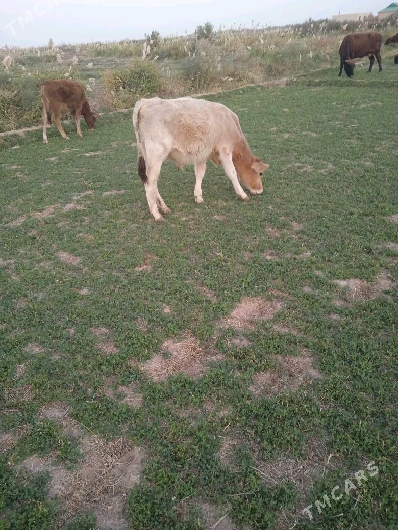 okuzler - Babadaýhan - img 1