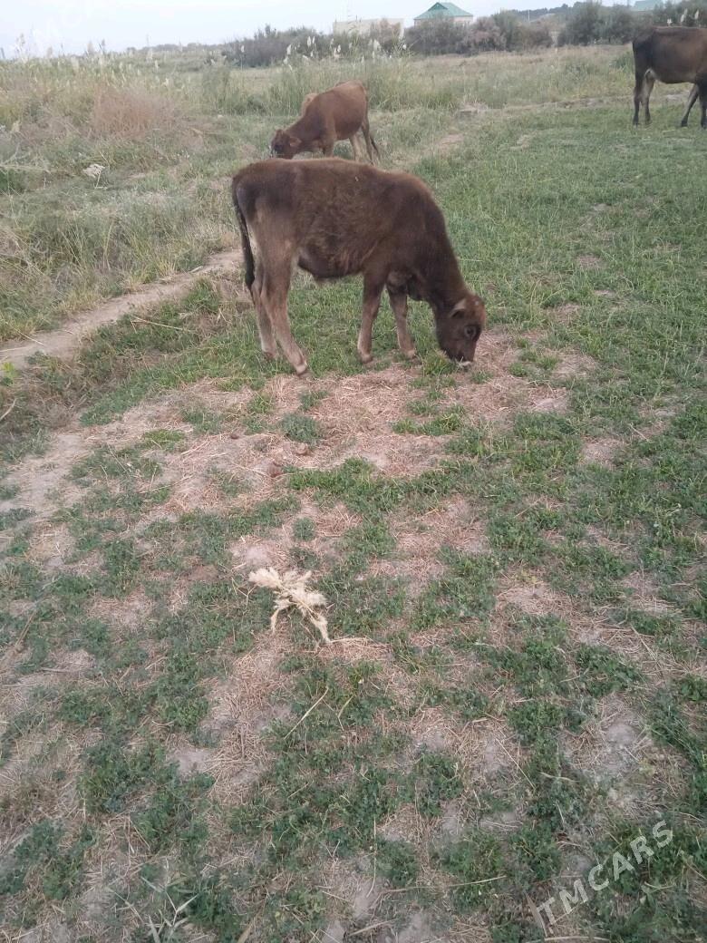 okuzler - Babadaýhan - img 4