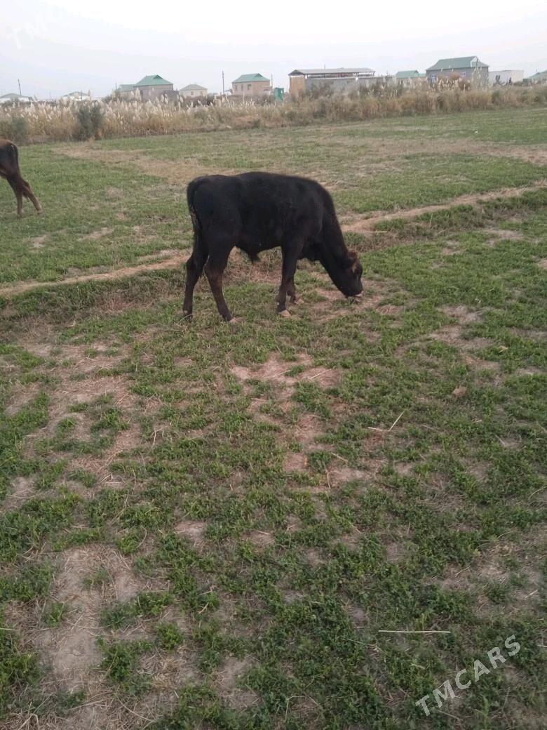 okuzler - Babadaýhan - img 3