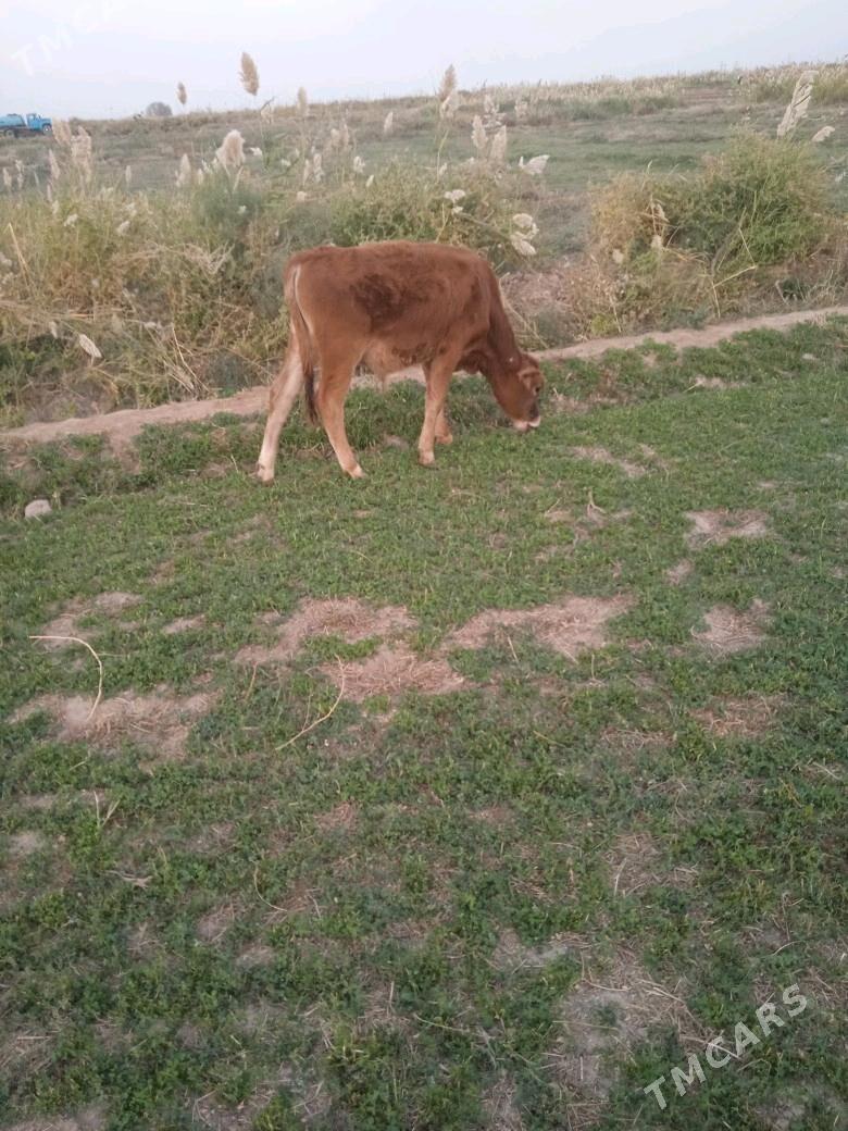 okuzler - Babadaýhan - img 2