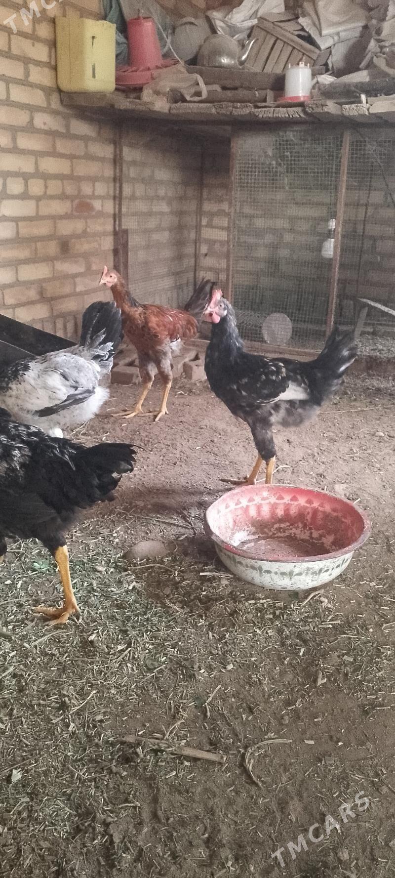 гигант хораз - Dänew - img 3