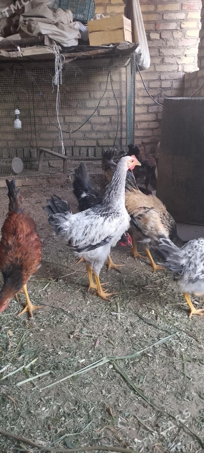 гигант хораз - Dänew - img 1