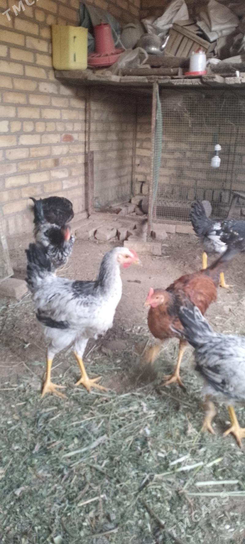 гигант хораз - Dänew - img 2