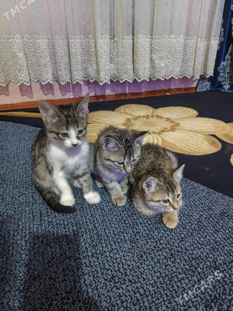 котенки - Дашогуз - img 3