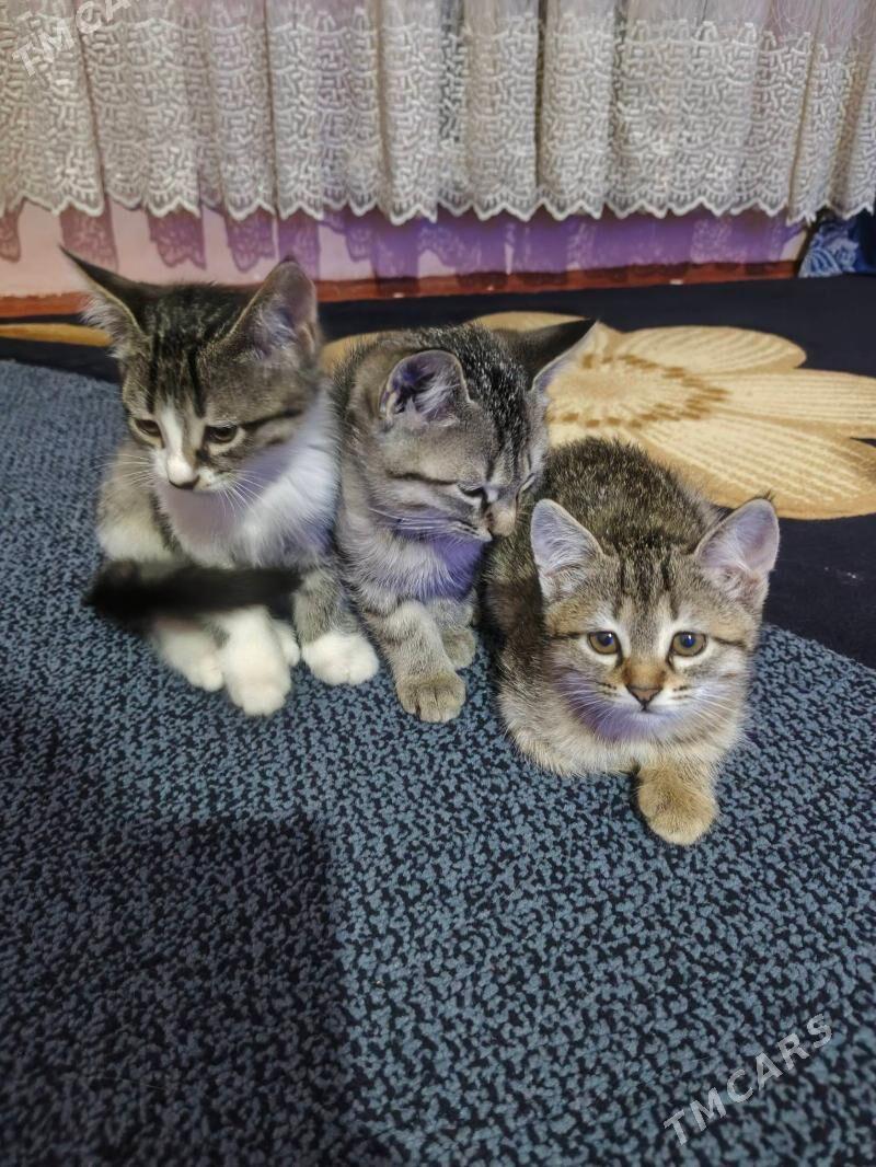 котенки - Дашогуз - img 2