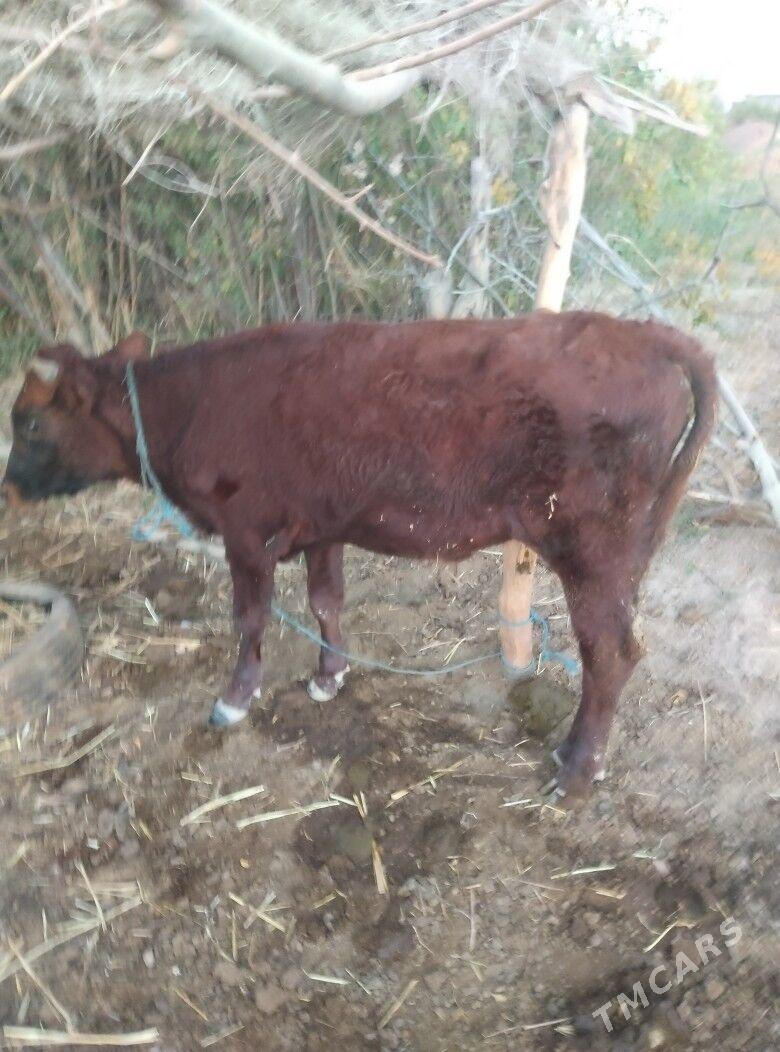 okiz - Sarahs - img 4