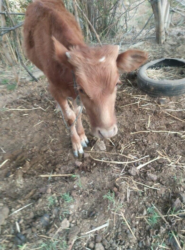 okiz - Sarahs - img 2