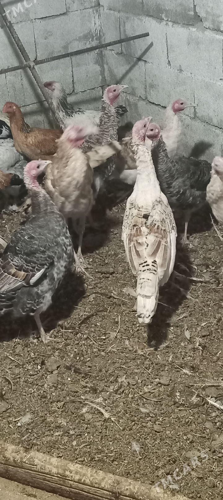 induk - Гёкдепе - img 3