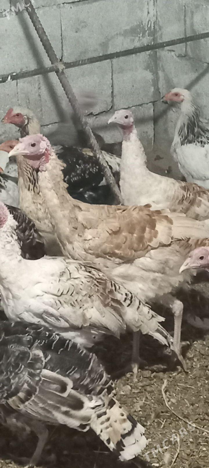 induk - Гёкдепе - img 2