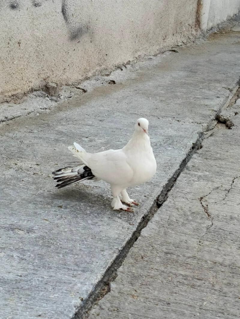 kepderi - Хитровка - img 2