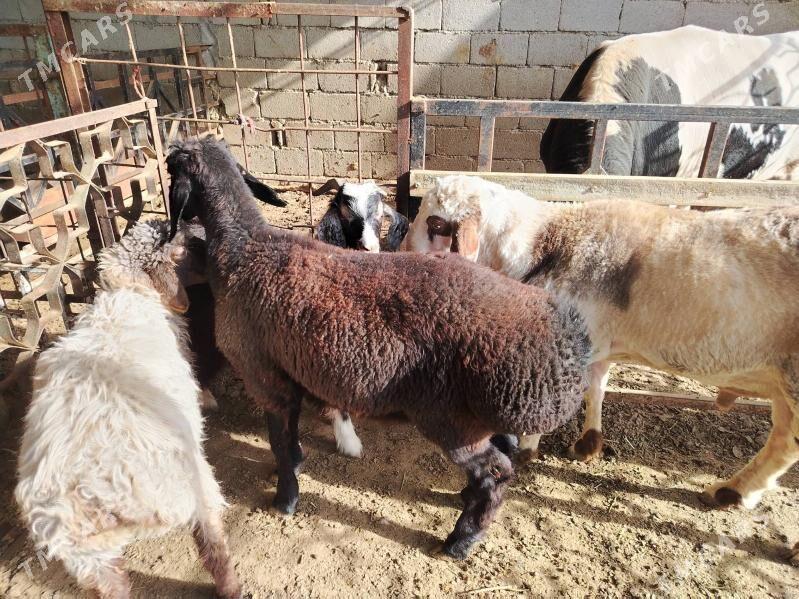 Gisar goç - Gurtly - img 3