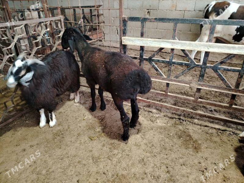 Gisar goç - Gurtly - img 1