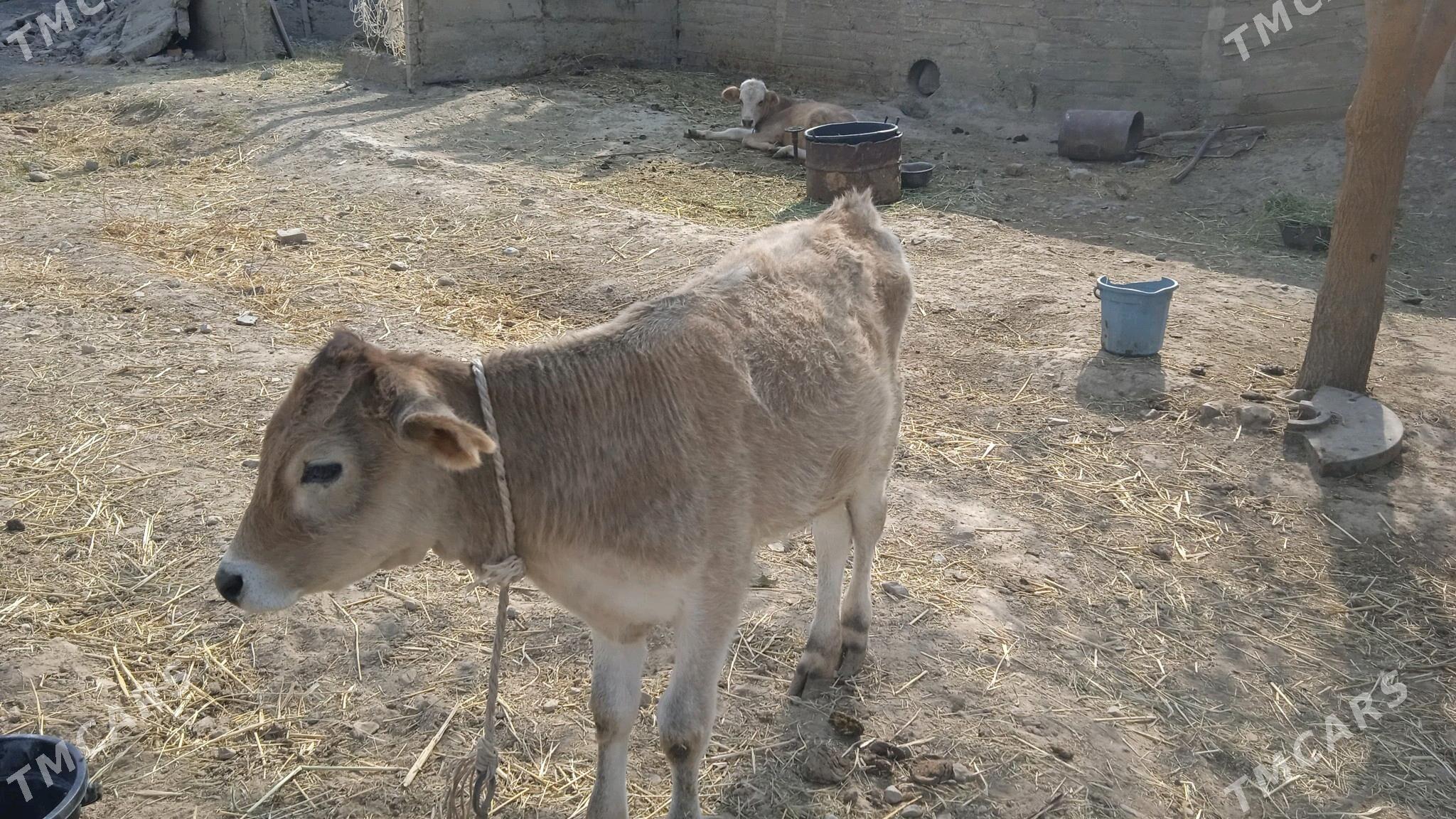 Tüwe göle - Gökdepe - img 2