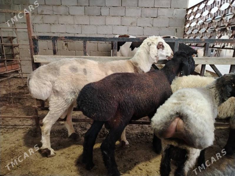 Arassa madow goç - Gurtly - img 3