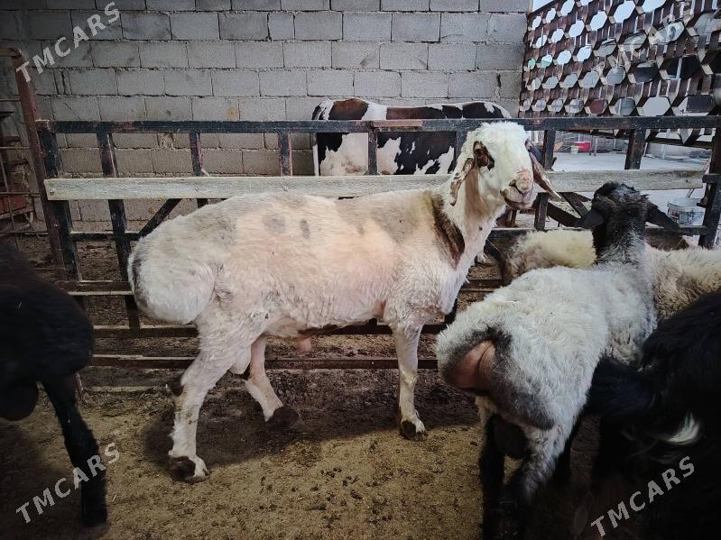 Arassa madow goç - Gurtly - img 1