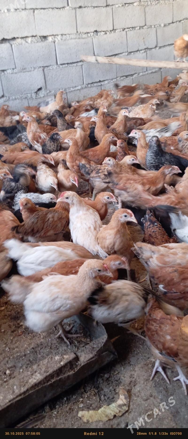 juje - Bäherden - img 4