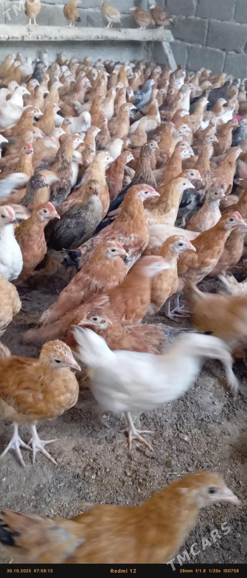 juje - Bäherden - img 3