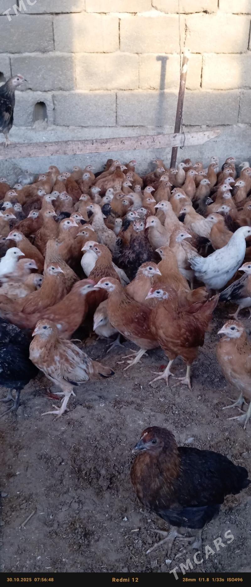 juje - Bäherden - img 6