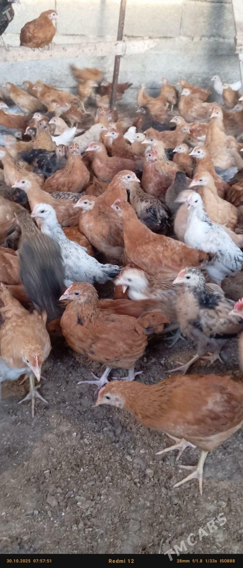 juje - Bäherden - img 5