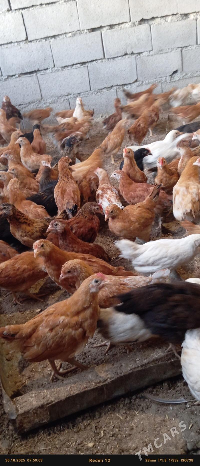 juje - Bäherden - img 2