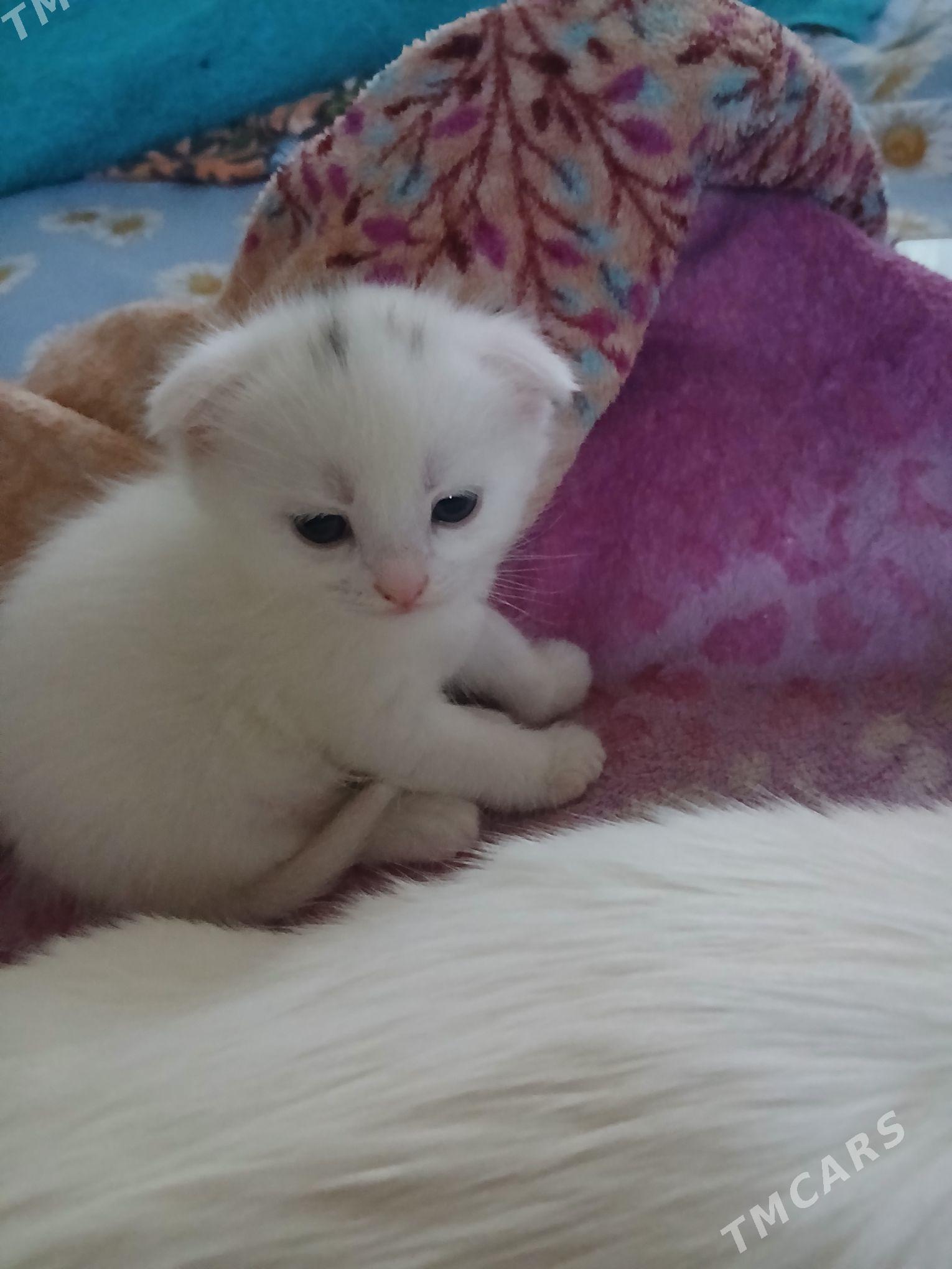 Pişik Akja - Mary - img 4