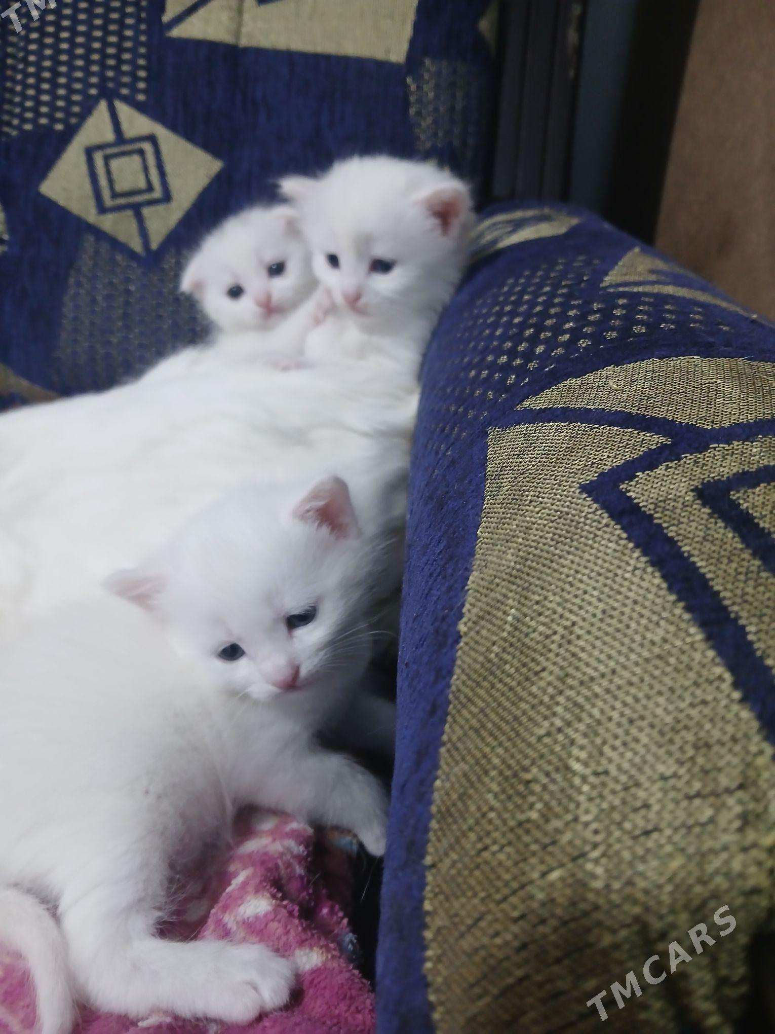 Pişik Akja - Mary - img 3