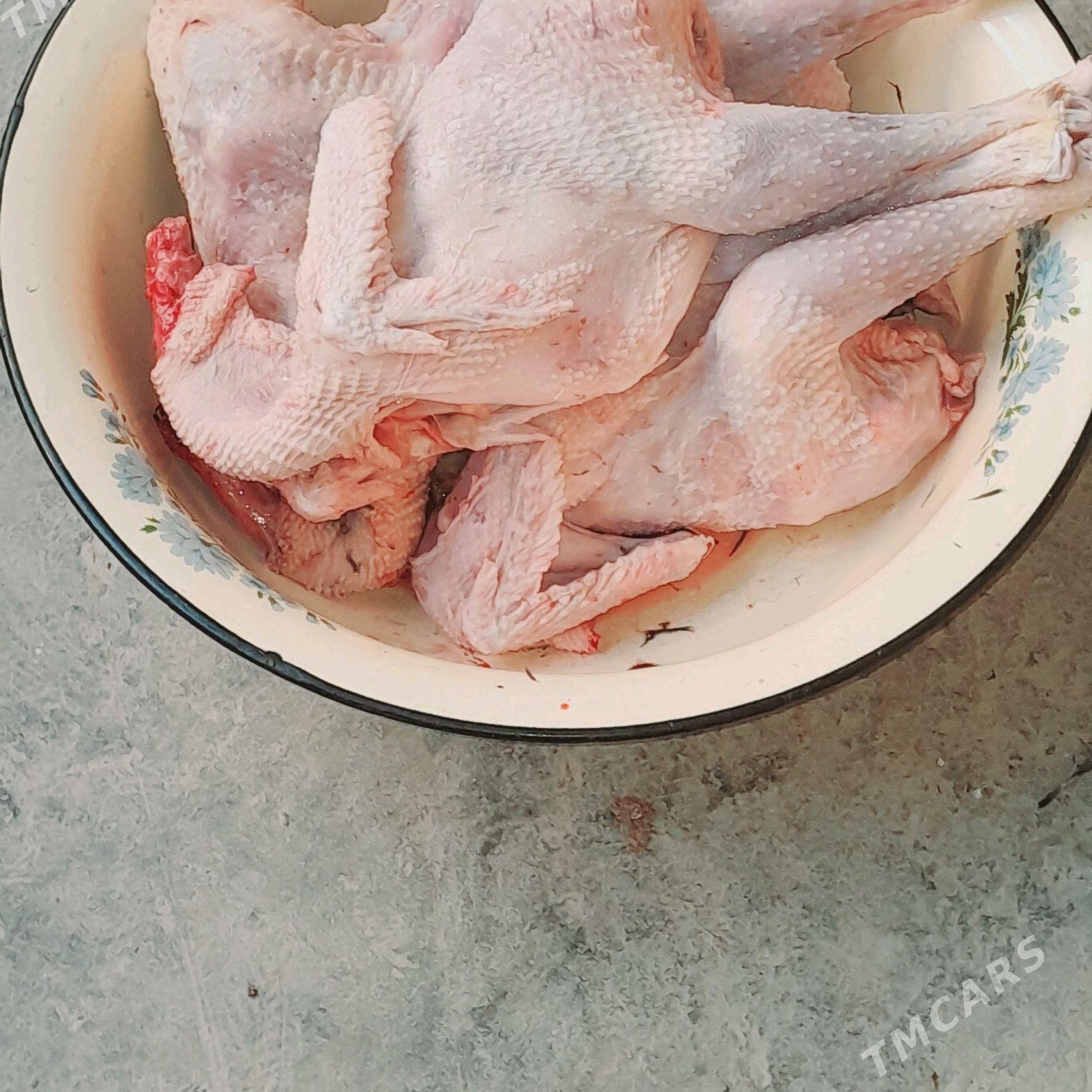 tovuk - Туркменабат - img 1