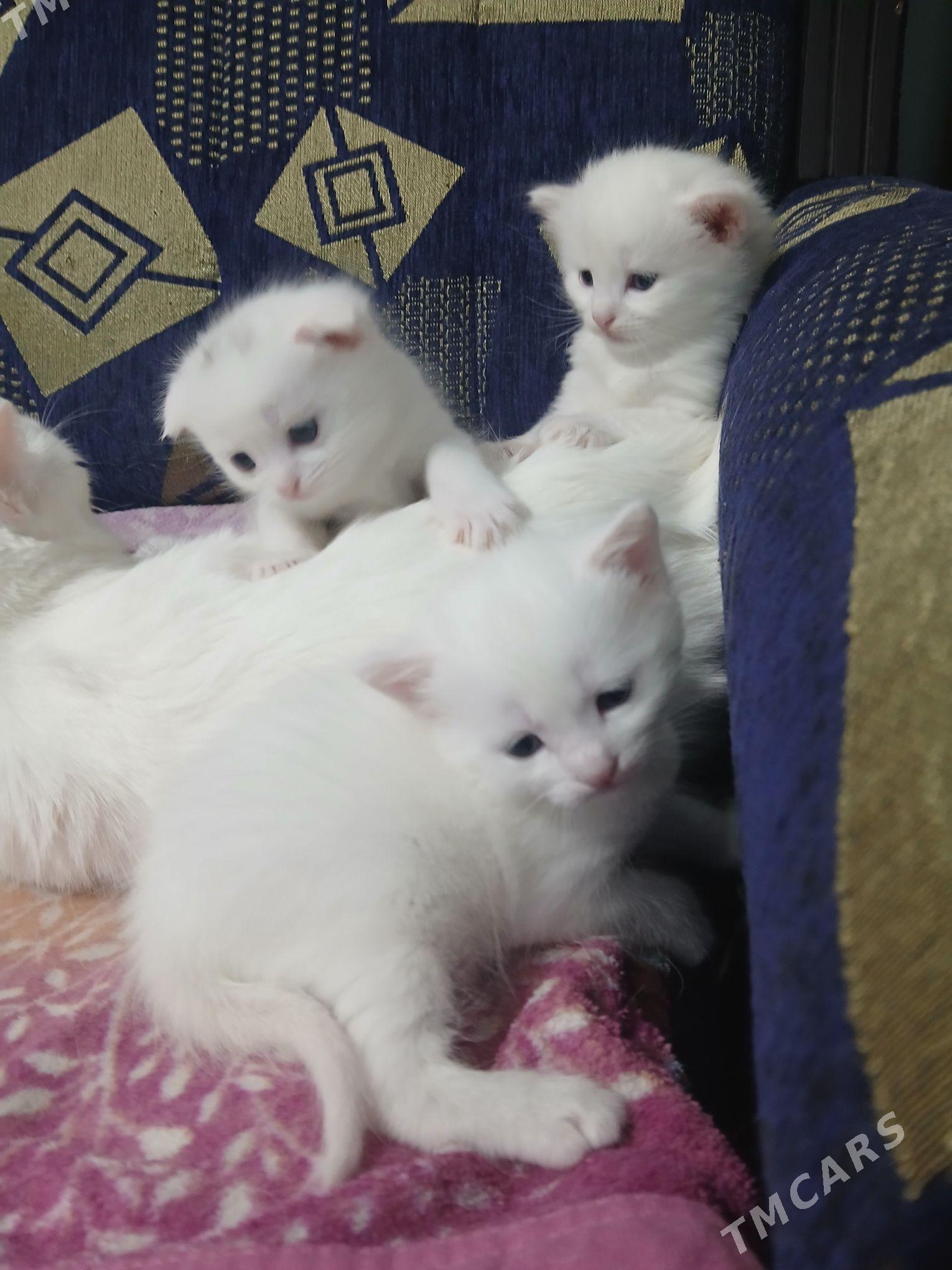 Pişik Akja - Mary - img 2