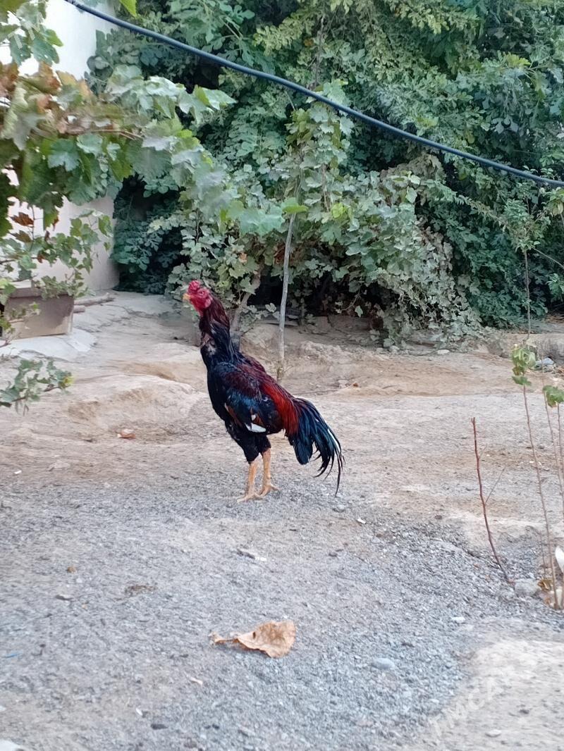 TAŞGENT HORAZ JÜÝJE - Кипджак - img 6