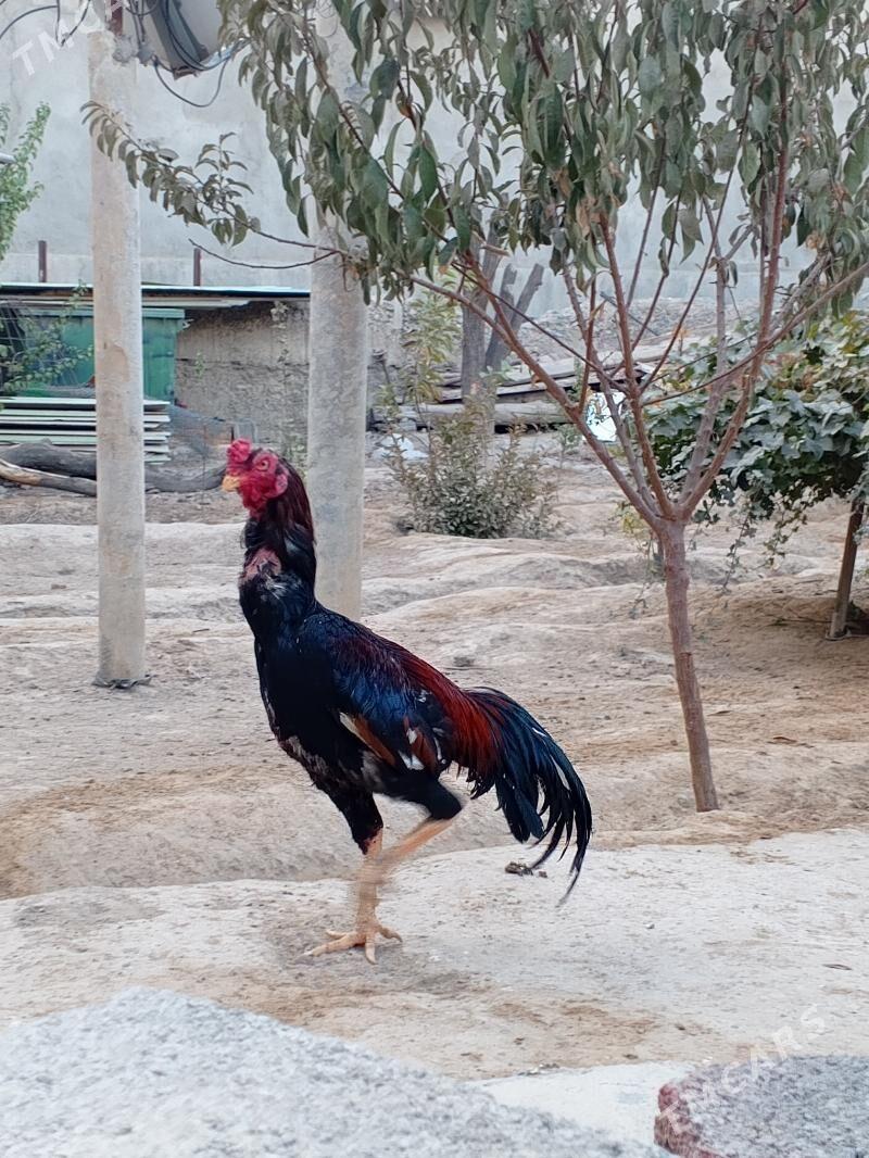 TAŞGENT HORAZ JÜÝJE - Кипджак - img 7